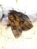 305468 – Photo : Moth-er – France (69)